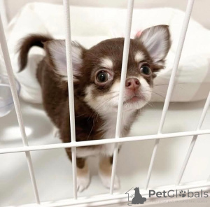 Фото №1. чихуахуа - купить в Хельсинки за договорная. Объявление №165004