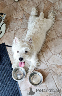 Фото №4. Продажа вест-хайленд-уайт-терьера в Эдинбург заводчик - цена 68996₽