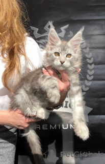 Фото №2 к объявлению №140842 о продаже мейн-кун - купить в США из питомника