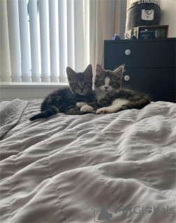 Фото №1. американский бобтейл длинношёрстный - купить в Аарберген за 32468₽. Объявление №151620