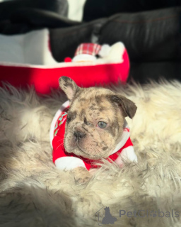 Фото №2 к объявлению №157374 о продаже французского бульдога - купить в Германии из приюта, заводчик