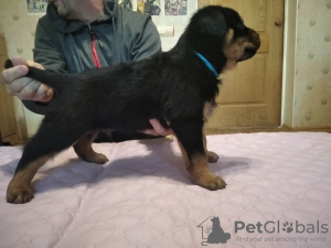 Фото №4. Продажа ротвейлера в Новая Каховка частное объявление - цена 18199₽