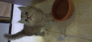 Дополнительные фото: Персидский котенок ( серебристая шиншилла)