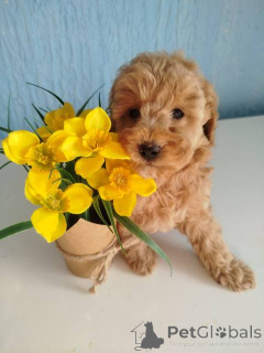 Фото №4. Продажа пуделя (той) в Kragujevac  - цена договорная