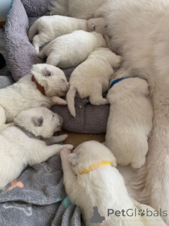 Фото №4. Продажа самоедскую собаку в VOLENDAM частное объявление - цена договорная