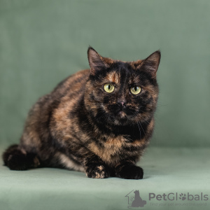 Фото №4. Продам  в Москва  - цена Бесплатно