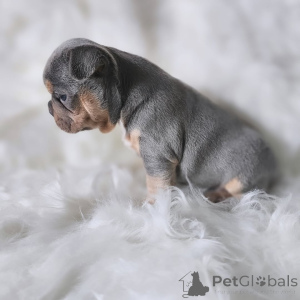 Фото №2 к объявлению №163033 о продаже французского бульдога - купить в Франции частное объявление, из приюта