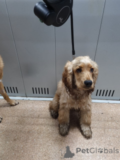 Фото №1.  - купить в Лондонский район Камден за Бесплатно. Объявление №157083