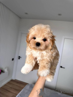 Фото №4. Продажа мальтипу в Айола заводчик - цена 32468₽