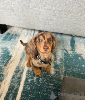 Фото №1. такса - купить в Хельсинки за 46384₽. Объявление №164022