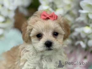 Фото №1. мальтипу - купить в Байербах за 83490₽. Объявление №150166