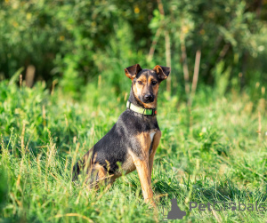 Фото №1. беспородная - купить в Москве реке за Бесплатно. Объявление №166637