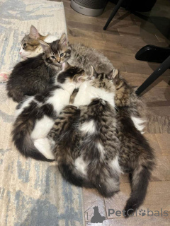 Фото №2 к объявлению №161385 о продаже сибирская - купить в США частное объявление