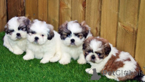 Фото №3. Wunderschöne Shih-Tzu-Welpen Kontaktieren Sie mich per WhatsApp unter 44 7453.  Германия