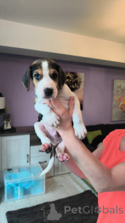 Фото №3. Щеночки русской Гончей. Нам полтора месяца..  Германия