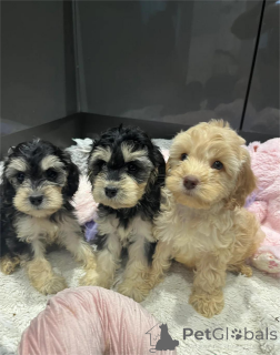 Фото №1. американский кокер-спаниель - купить в Блованд за 32468₽. Объявление №153880