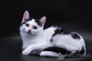 Фото №4. Продам  в Москве реке частное объявление - цена Бесплатно