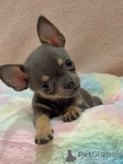 Фото №3. Чихуахуа-Велпен цу веркауфен.  Австрия