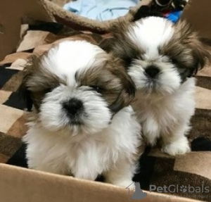 Фото №3. Adorable Shih Tzu Puppies for free adoption.  Германия