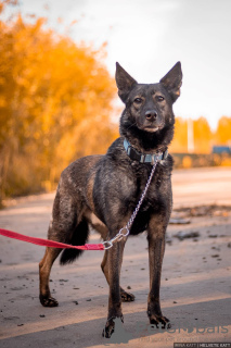 Фото №3. Для любителей спокойных собак - Джай из приюта в добрые руки.  Россия