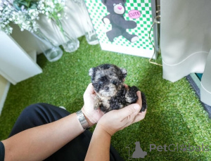 Фото №2 к объявлению №154329 о продаже мальтийскую болонку - купить в США заводчик