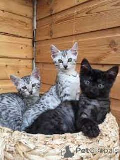 Фото №1. египетский мау - купить в Вена за 46384₽. Объявление №163478