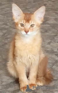 Фото №3. Сомалийские котята. Латвия