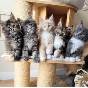 Фото №2 к объявлению №165571 о продаже мейн-кун - купить в Бельгии частное объявление, заводчик