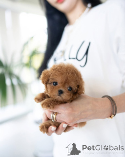 Фото №1. пудель (той) - купить в Мюнхене за 37107₽. Объявление №157377