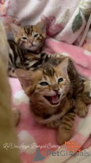 Фото №2 к объявлению №166777 о продаже бенгальская - купить в Франции частное объявление, заводчик