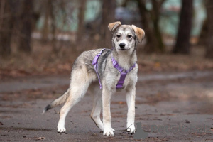 Фото №4. Продажа беспородную в Москва частное объявление - цена Бесплатно