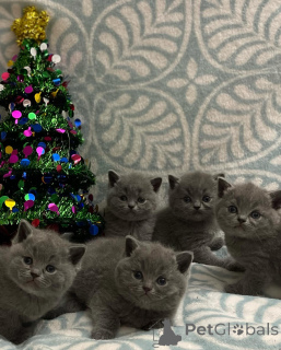 Фото №1. британская короткошёрстная - купить в Базель за договорная. Объявление №167316