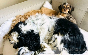 Фото №3. American Cocker Snapiel Puppies доступны для усыновления.  Германия