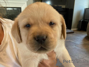 Фото №1. лабрадор-ретривер - купить в Франкфурт за договорная. Объявление №162469