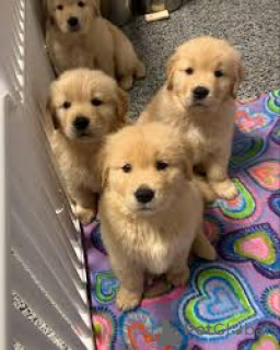 Фото №1. золотистый ретривер - купить в Антверпен за 92767₽. Объявление №164092