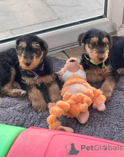 Фото №1. австралийский терьер - купить в Recklinghausen за 41745₽. Объявление №166484