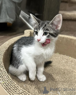 Фото №2 к объявлению №150617 о продаже беспородная - купить в Германии из приюта, заводчик