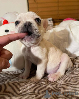 Фото №1.  - купить в Техас за договорная. Объявление №161254