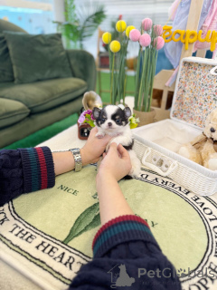 Фото №1. чихуахуа - купить в Мюнхене за договорная. Объявление №163600