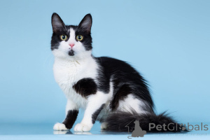 Фото №4. Продам  в Москве реке частное объявление - цена Бесплатно