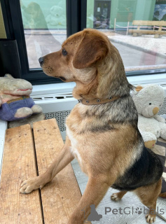 Фото №3. Очаровательная мини-рыжуля Лола ищет дом..  Россия