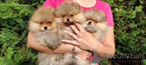 Фото №2 к объявлению №55796 о продаже померанского шпица - купить в Боснии и Герцеговине частное объявление