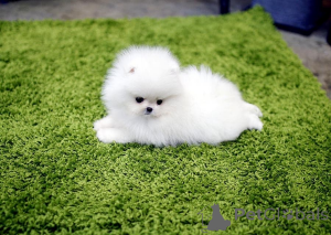 Фото №1.  - купить в Лидс за Бесплатно. Объявление №163245