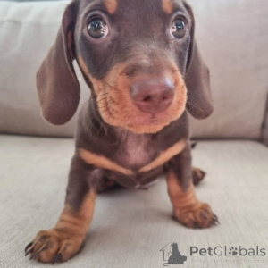 Фото №3. ** Очаровательные щенки таксы на усыновление! ** Эти милые, игривые и любящие.  Канада