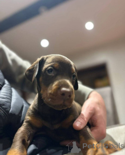 Фото №4. Продажа беспородную в Glasgow заводчик - цена 78852₽