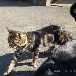 Фото №2 к объявлению №155916 о продаже беспородная - купить в Германии заводчик