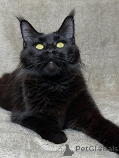 Фото №2 к объявлению №160069 о продаже мейн-кун - купить в Нидерландах частное объявление