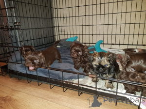 Фото №4. Продажа ши-тцу в Øster Jølby частное объявление, заводчик - цена 60299₽