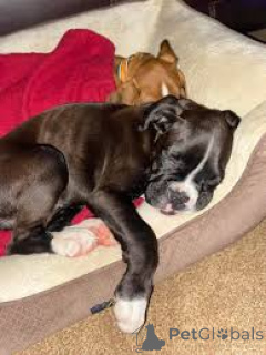 Фото №3. Boxerwelpen zu verkaufen.  Австрия