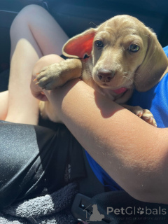 Фото №3. Продажа щенков таксы Чемпионской Родословной.  Германия